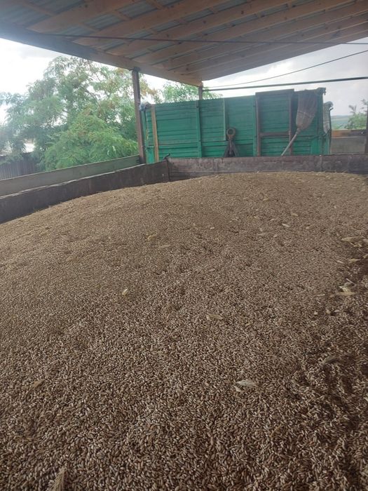 Triticale si secara de vanzare