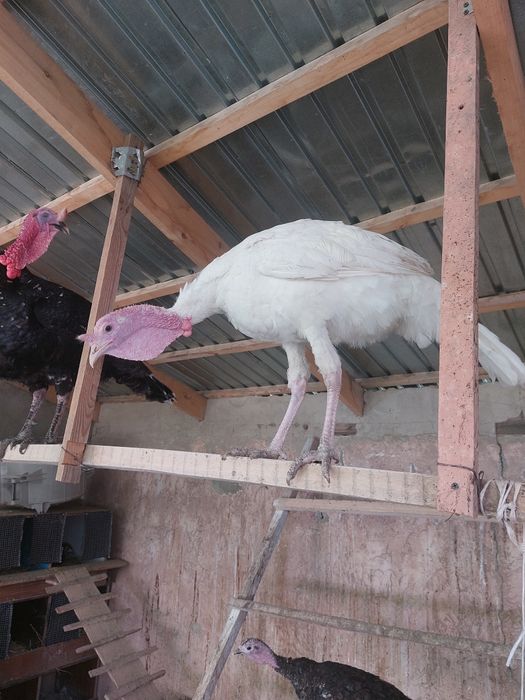 Индюк молодой самец