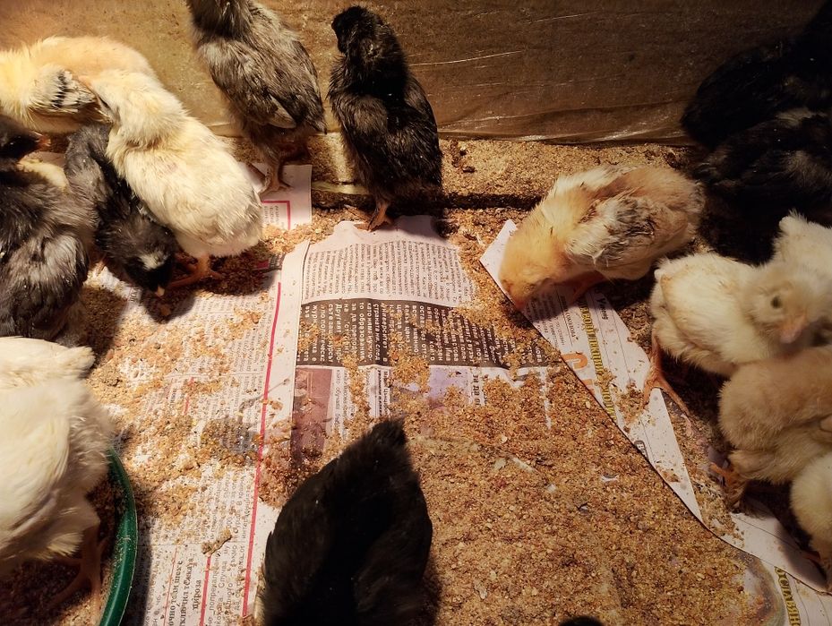 Пиленца на 3 седмици