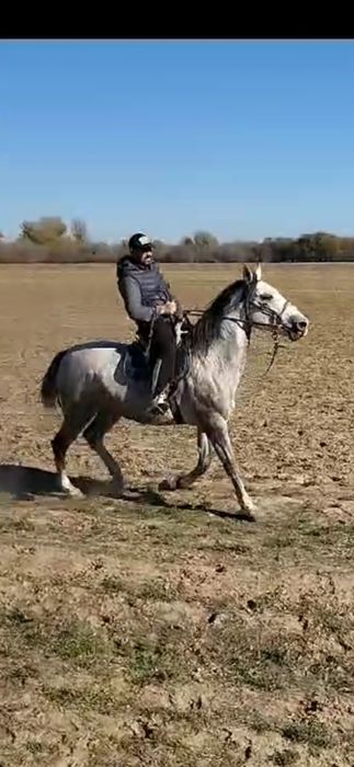 Продаю лошадь Жеребец