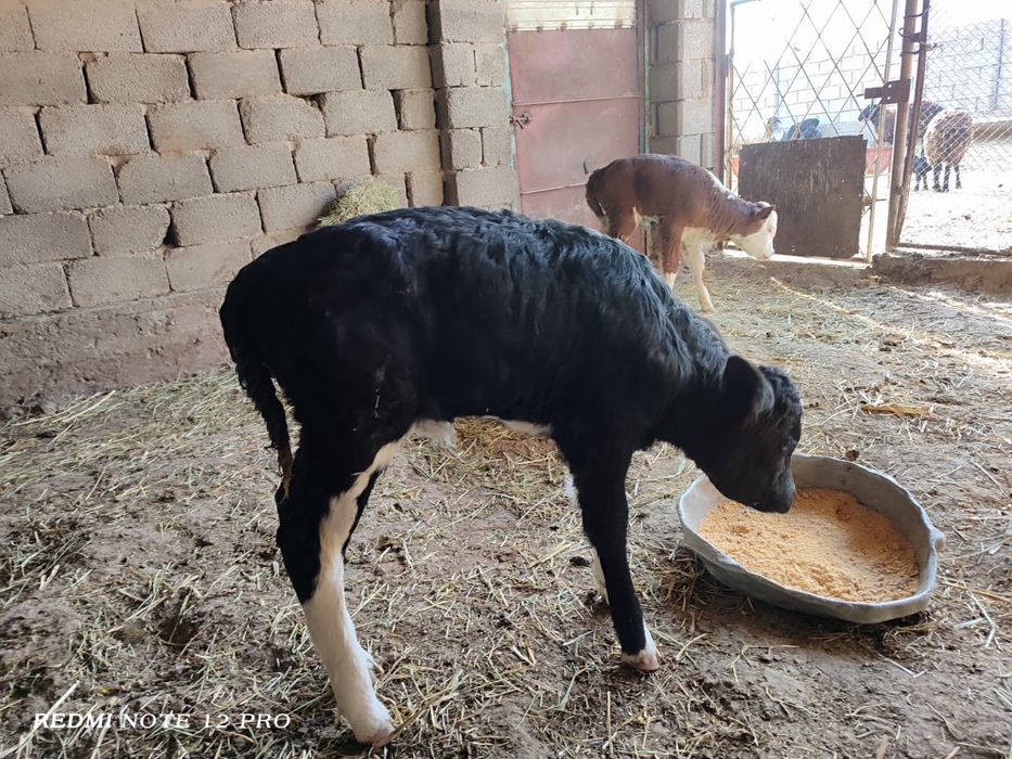 Бұзаулар бар пародный сиырлардан шыққан