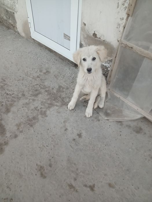 It bolasi hadyaga beriladi