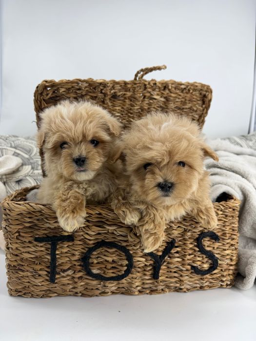 Малтипу Микро Супер мини