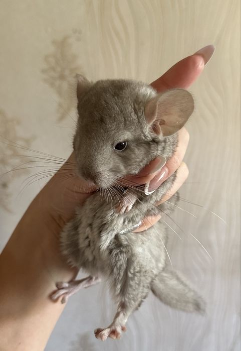 Продам малышей Шиншыллы