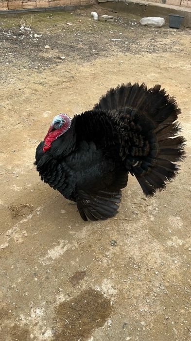 Каз ундук тауык сатылады