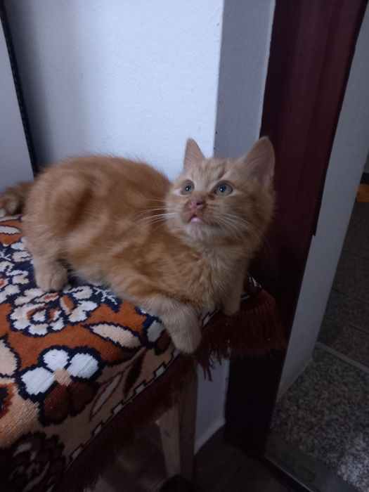 Donez 3 pui de pisică