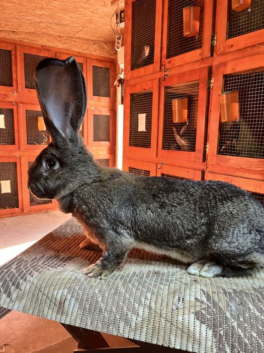 Iepuri Mascul si Femela de Urias German