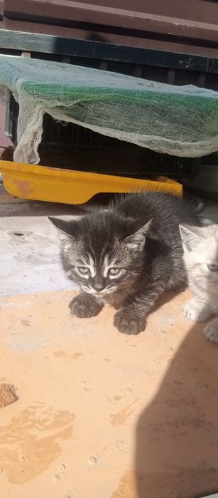 Продам породистых котят