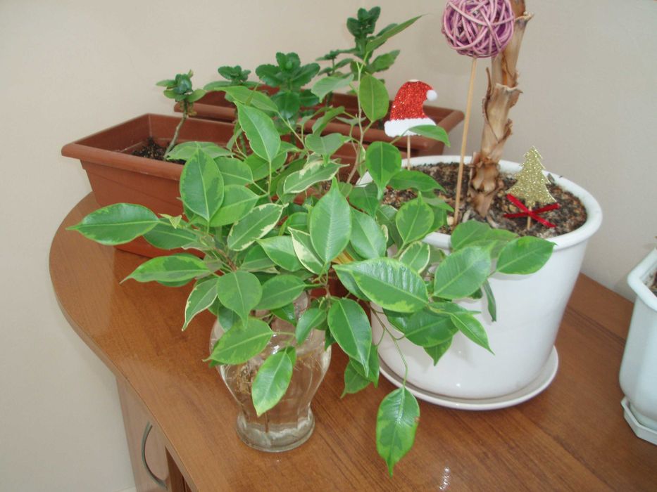 Olympus Stylus 740 7.1MPx