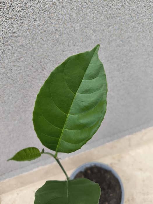 Vand Pomisori exotici Jackfruit