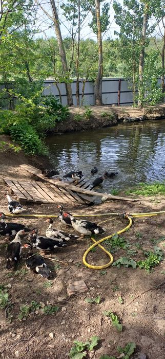 Oua si  rate lesesti ,mute