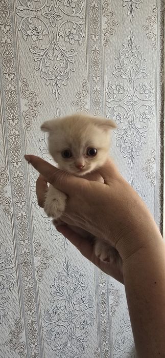 Продам веслоухих котят