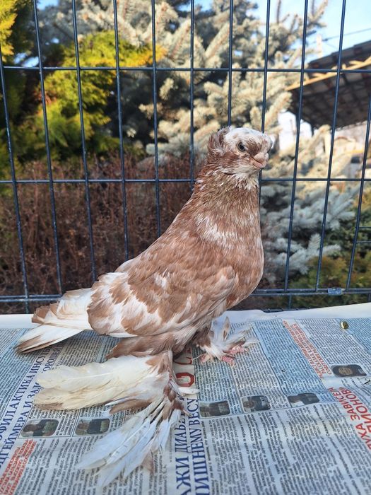 Продам самца чина