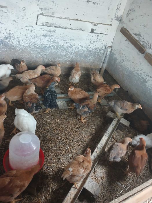 Pasari de casa pui r mixta f frumosi
