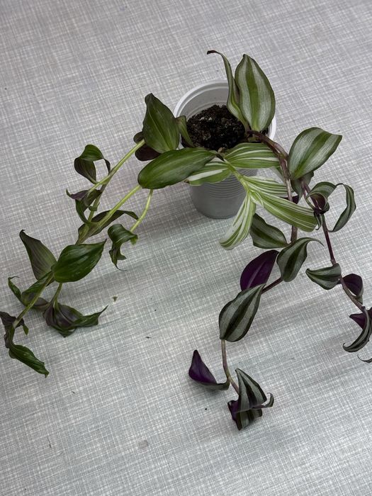 Продам цветы по 500 разные