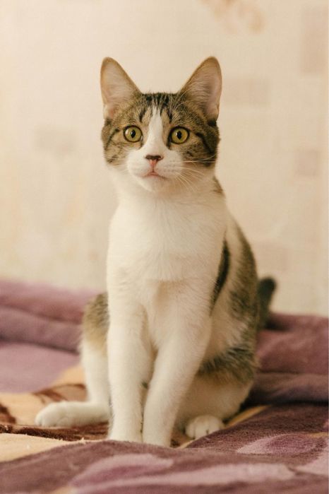 Котик 8 месяцев ищет дом