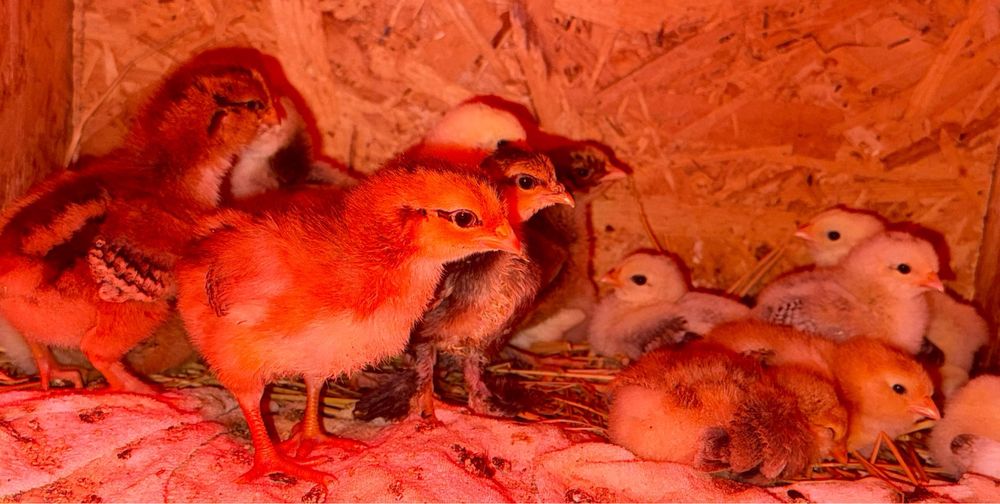 Puișori disponibili !