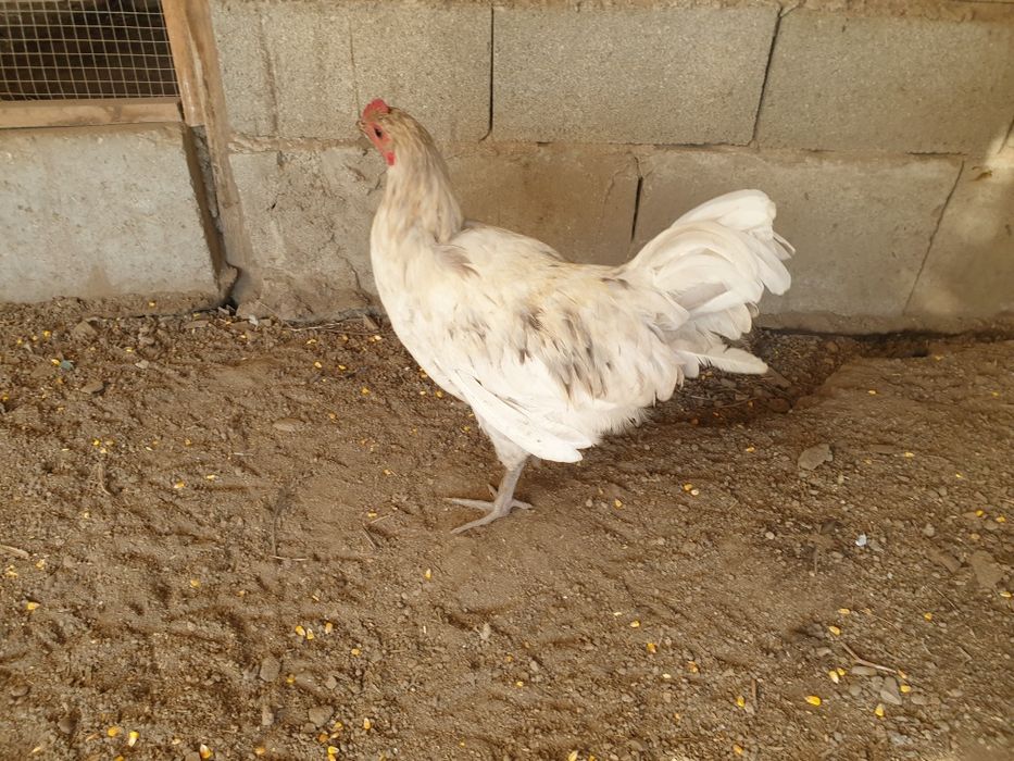 петел астролоп 2 броя