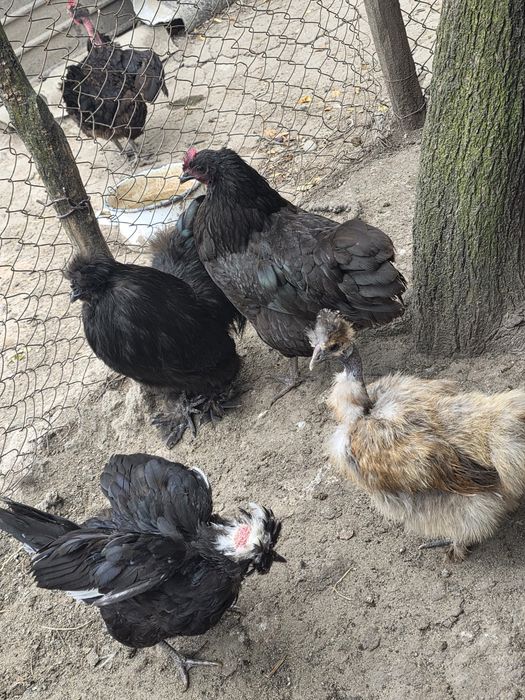 Vând găini de matase si australorp