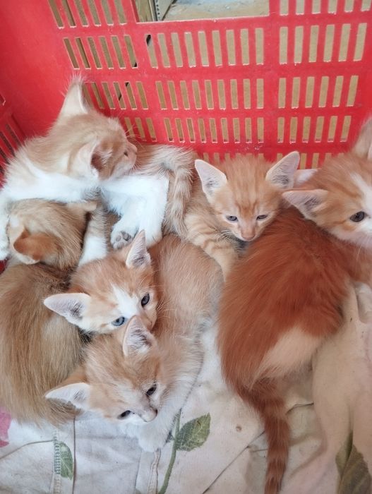 Pishik bollari yaxshi qoʻllarga beriladi