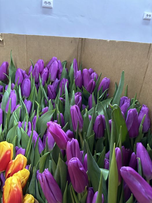 Тюльпаны Петропавловск