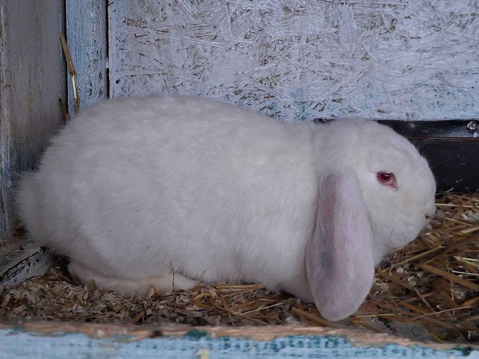 Iepuri berbec german