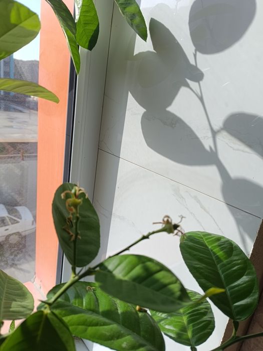 Продажа дерева лимона