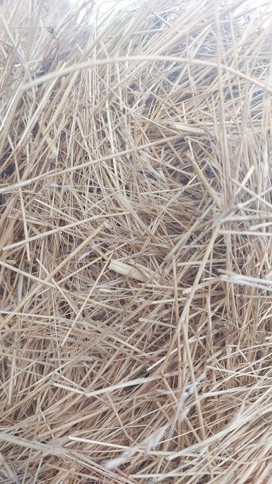 Сена саз шоп майда шөп саздікі