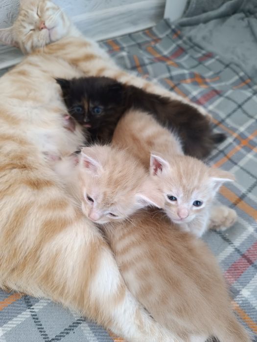 Отдадим котят в добрые руки