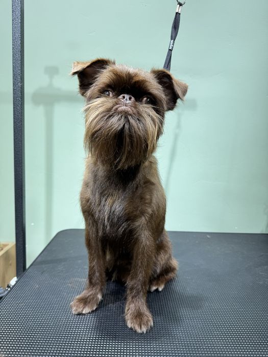 Груминг салон бурундай