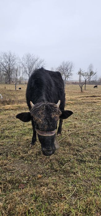 Продаётся бычок 8-9 месяцев