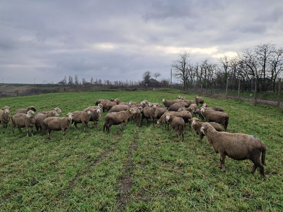 Vând oi Ulmu Braila