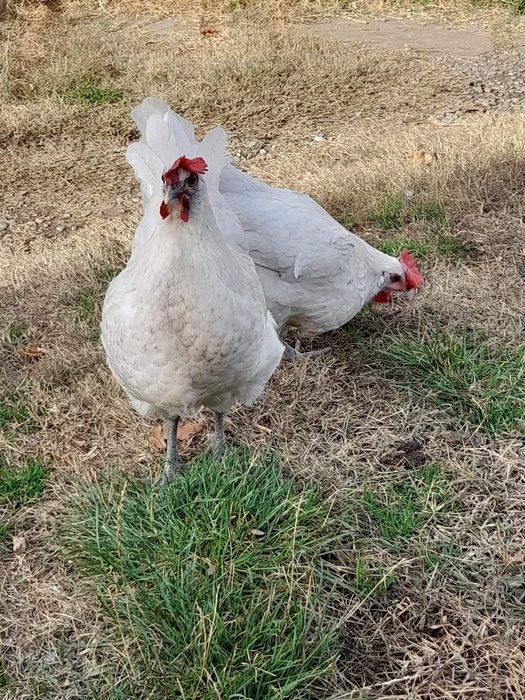 La bresse ouă pentru incubat