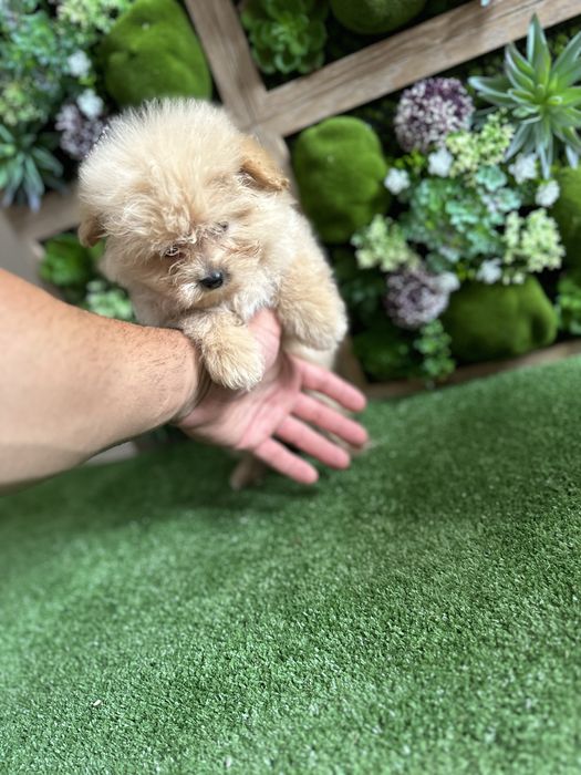 Pamapoo-Памапу.