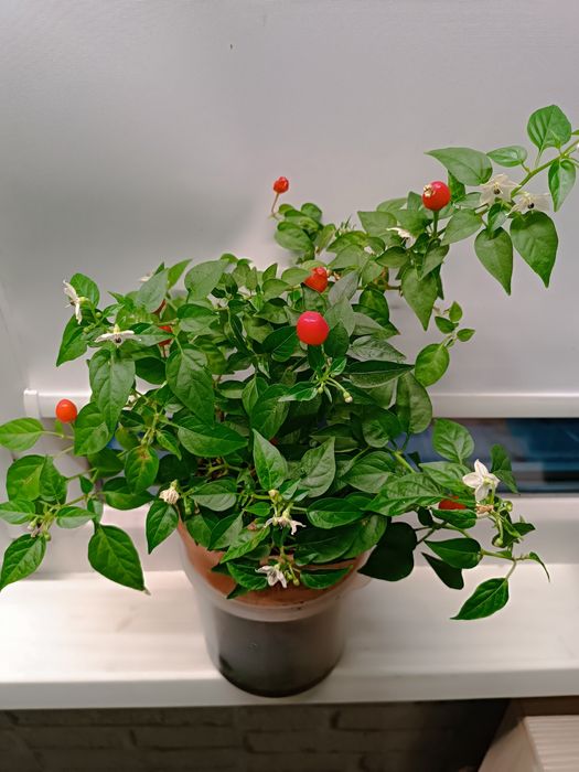 Продам горький перчик, комнатный.