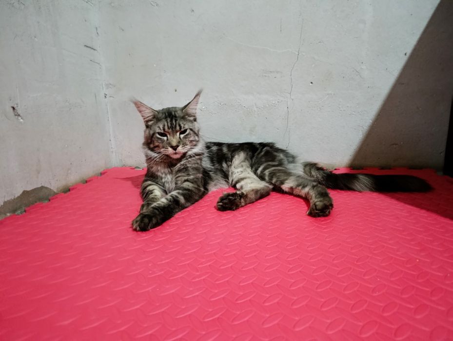 Кот 1.5 год Мейн кун