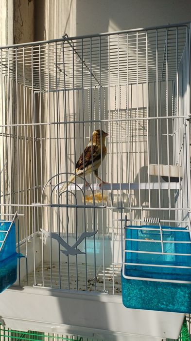 Срочно продаётся Канарейки