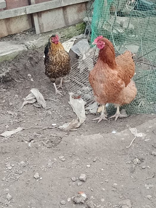 Продам домашний курей