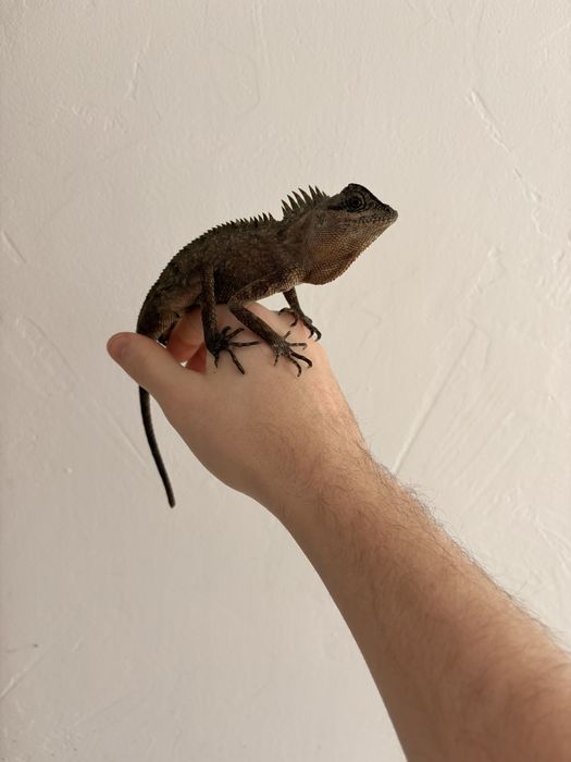 Vand agama de munte (acanthosaura capra)
