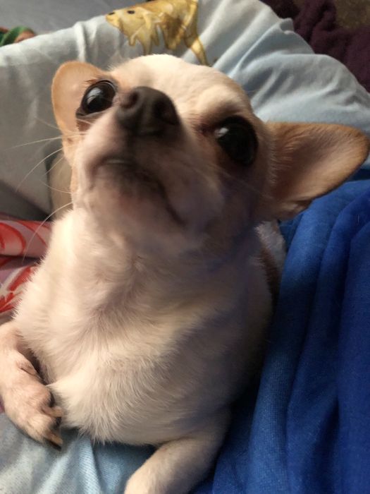 Мини чихуахуа девочка