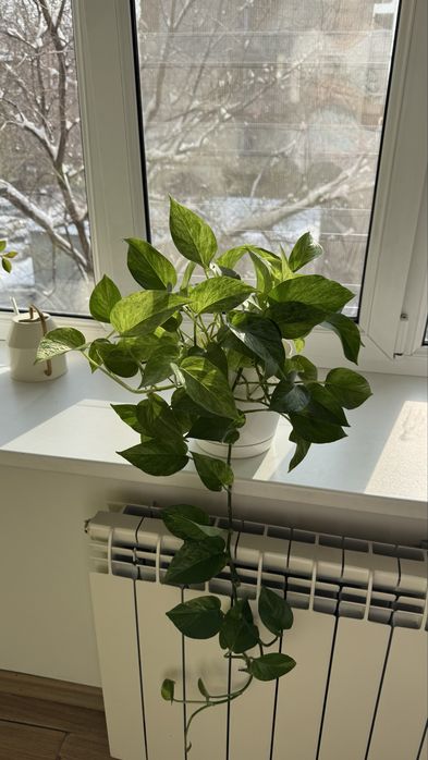 Шикарные эпипремнумы