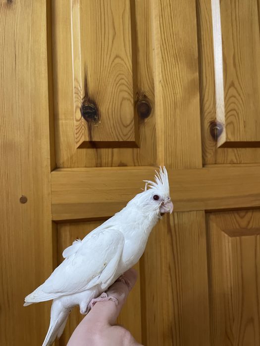 Продаются идеально ручный попугаи кореллы