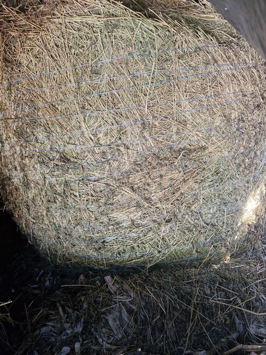 Baloti lucerna de vanzare