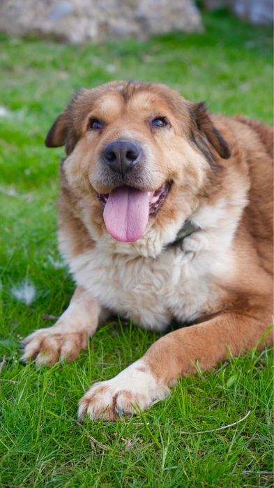 Хлоя. Ищет семью . В добрые руки