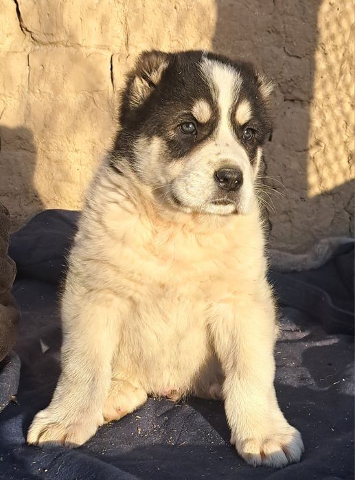 Алабай щенок супер тяж