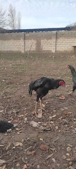 Dakan horoz sotiladi