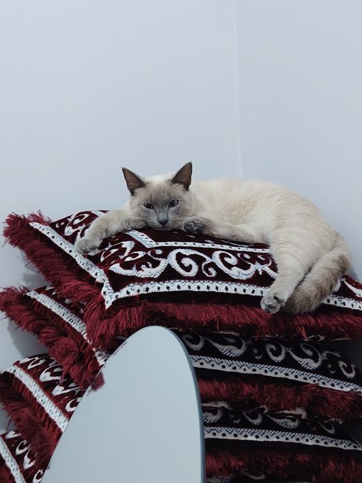 Сиямская кошечка