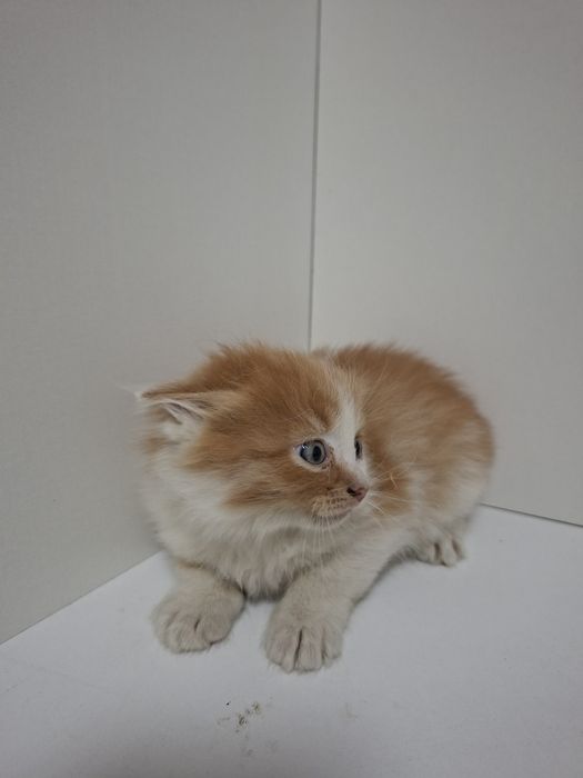 Котёнок отдам в добрые руки