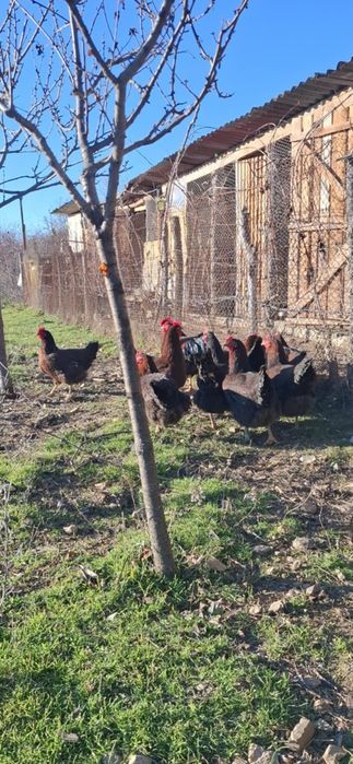 Яйца от катунски кокошки