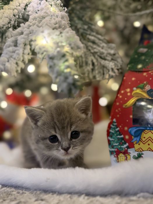 Котёнок Британец